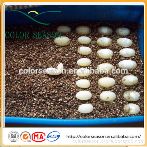 Expanded vermiculite for reptile egg incubation